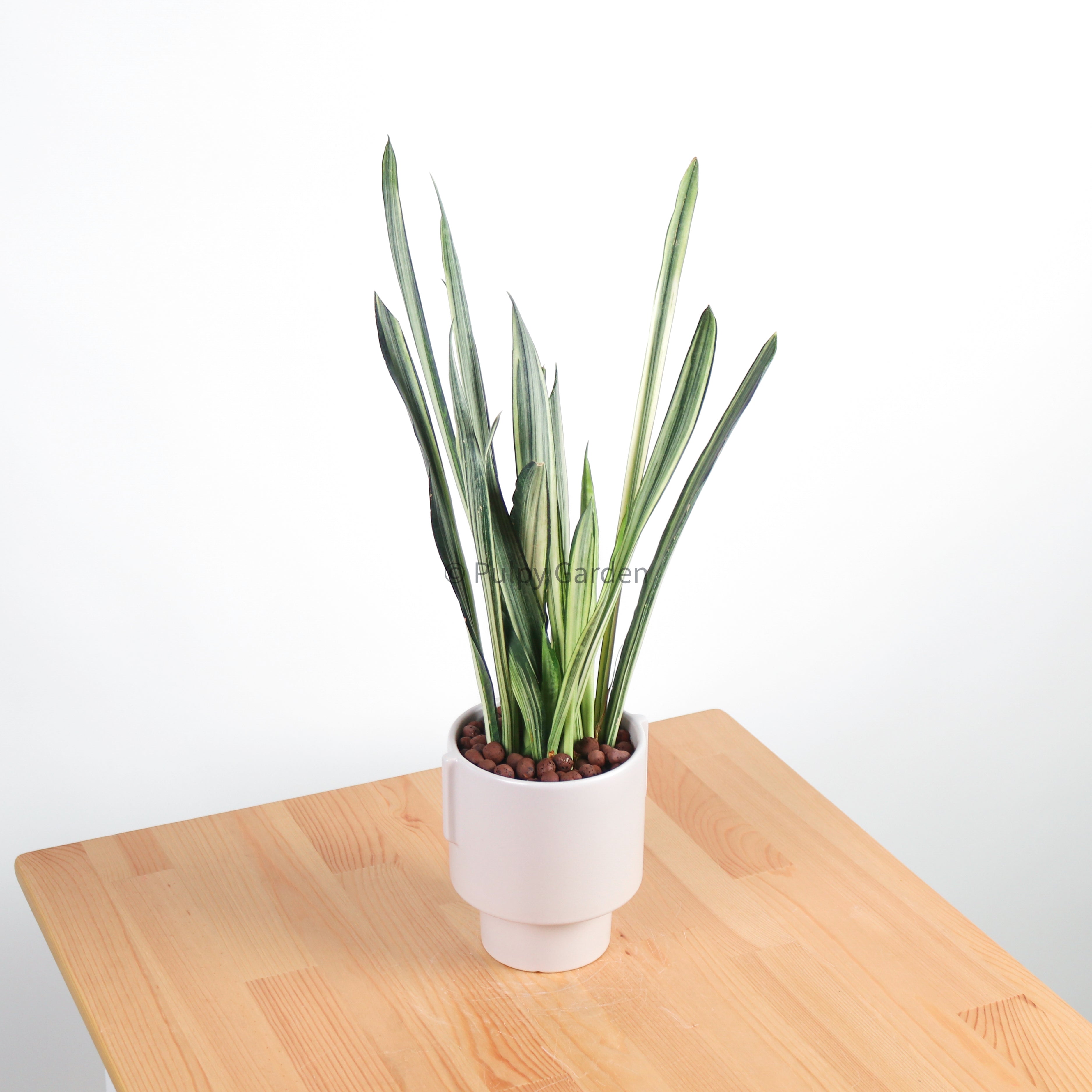 Sansevieria trifasciata Bantel's Sensation in Column