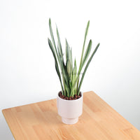 Sansevieria trifasciata Bantel's Sensation in Column