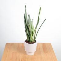 Sansevieria trifasciata Bantel's Sensation in Column
