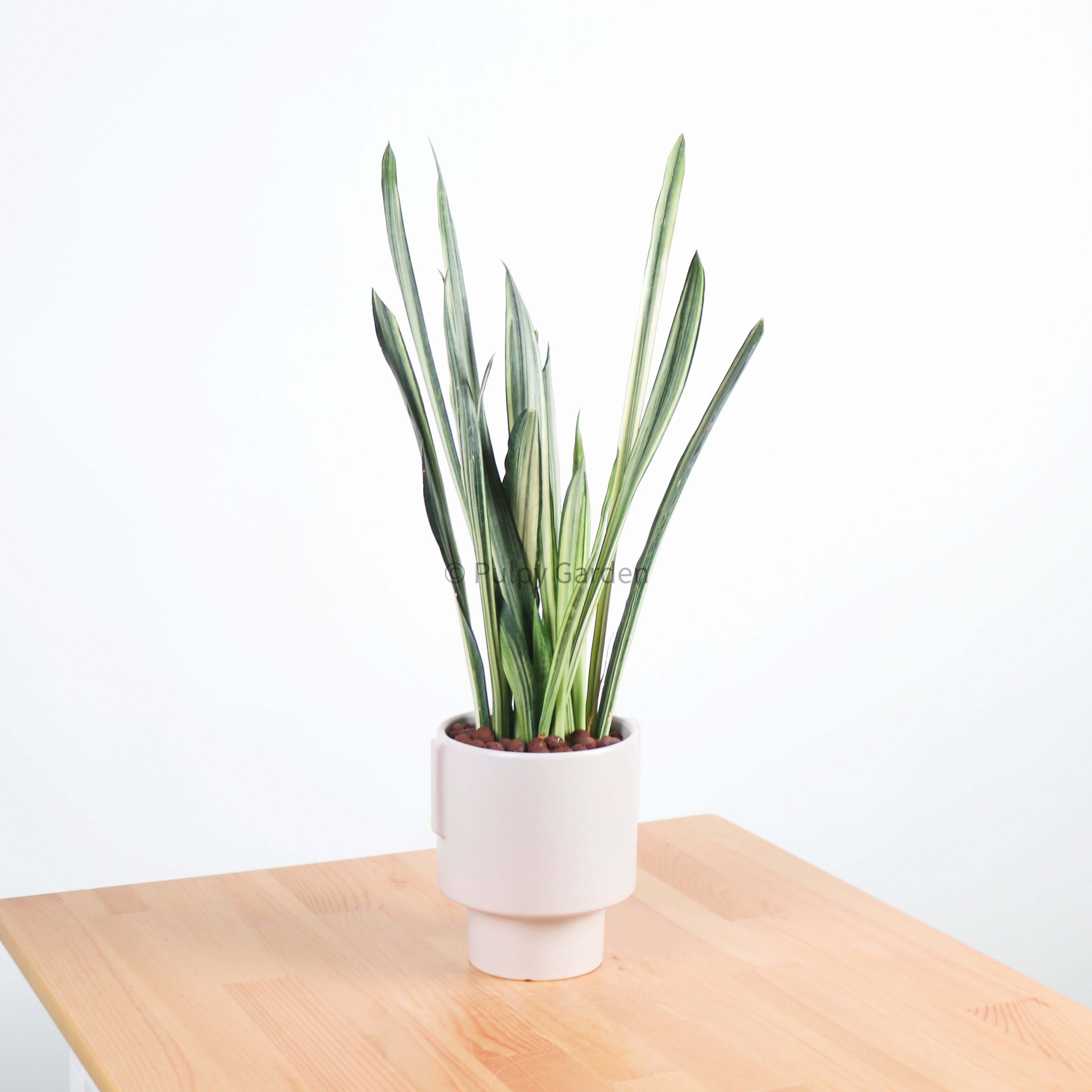 Sansevieria trifasciata Bantel's Sensation in Column