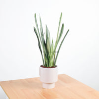 Sansevieria trifasciata Bantel's Sensation in Column