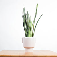 Sansevieria trifasciata Bantel's Sensation in Column