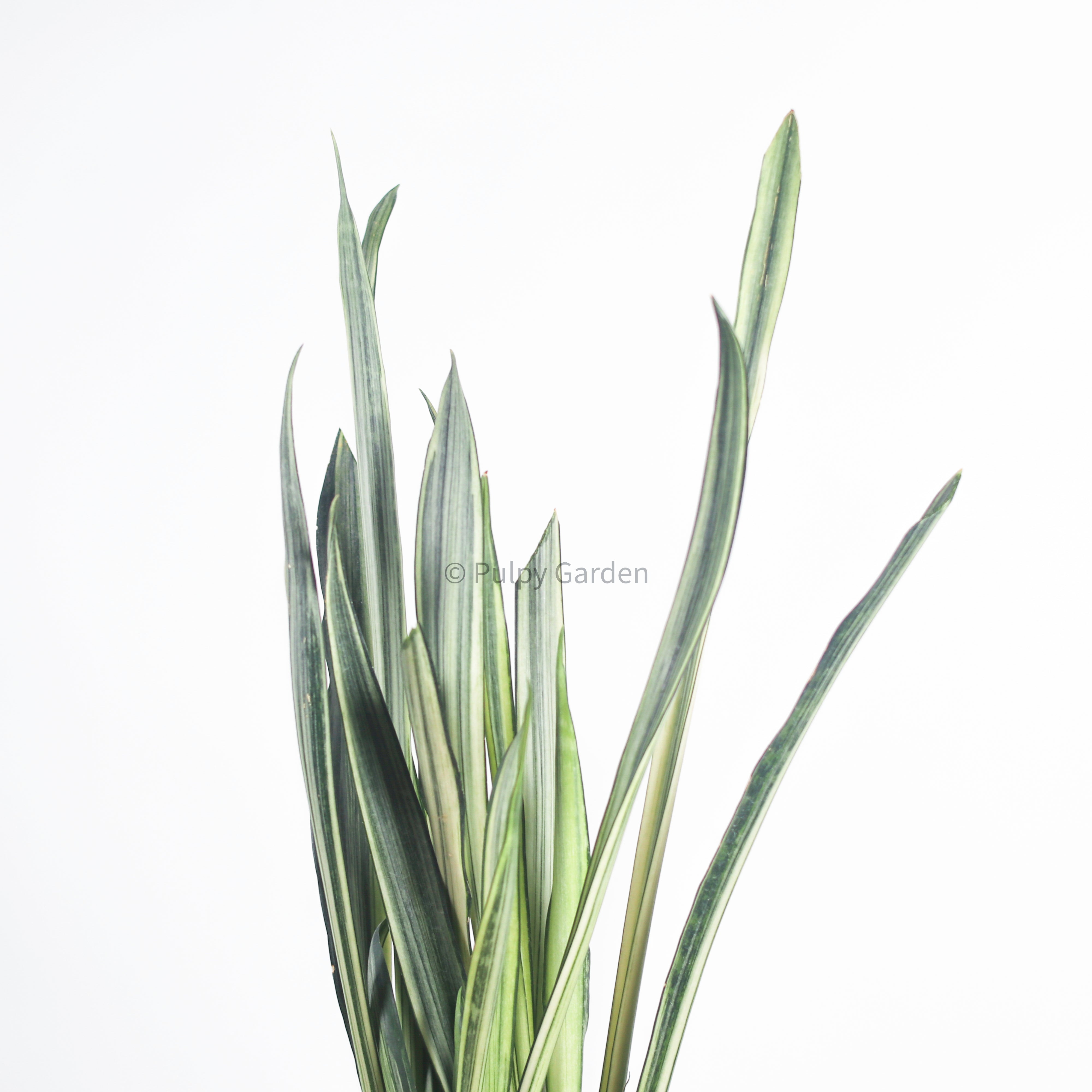 Sansevieria trifasciata Bantel's Sensation in Column