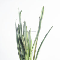 Sansevieria trifasciata Bantel's Sensation in Column