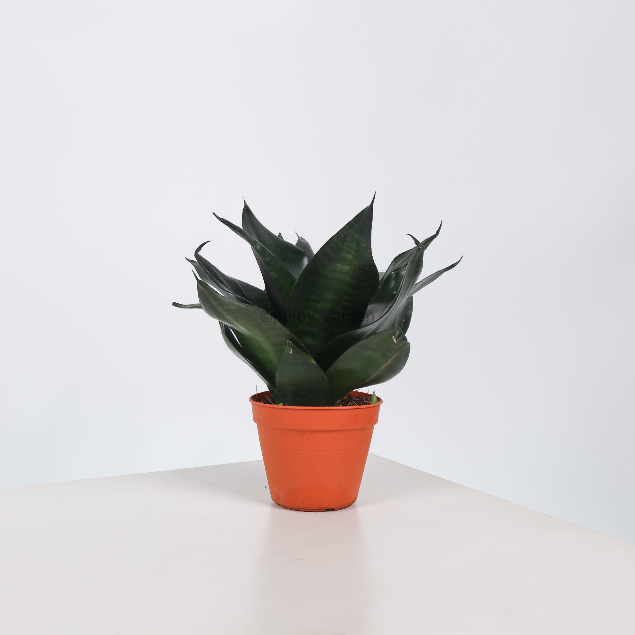 Sansevieria Black Dragon in Nursery Grow Pot