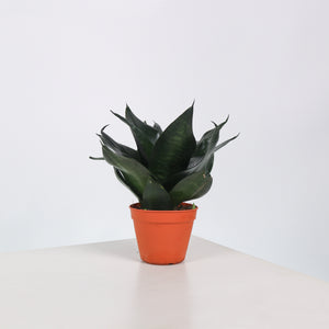 Sansevieria Black Dragon in Nursery Grow Pot