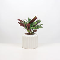 Calathea Rattle Snake in White Ribbed Planter