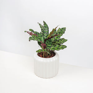 Calathea Rattle Snake in White Ribbed Planter