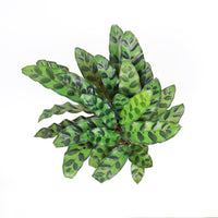 Calathea Rattle Snake in White Ribbed Planter