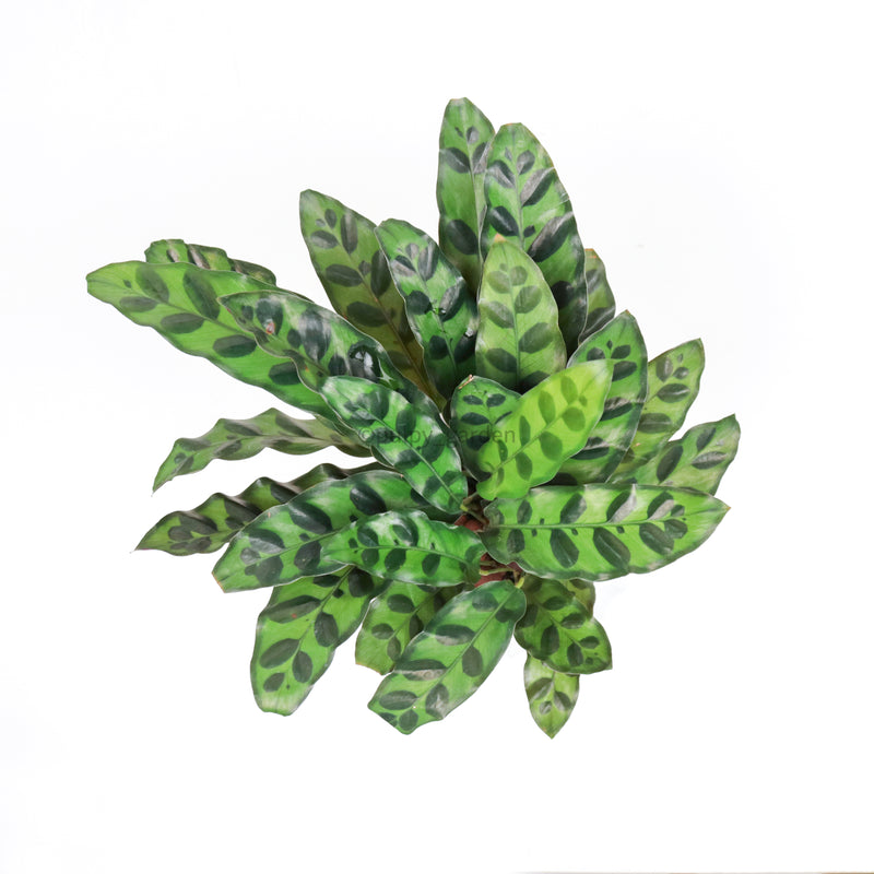 Calathea Rattle Snake in White Ribbed Planter
