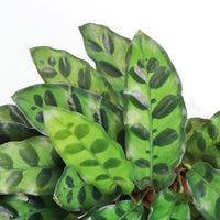 Calathea Rattle Snake in White Ribbed Planter