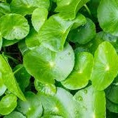 Asiatic Pennywort in Nursery Grow Pot