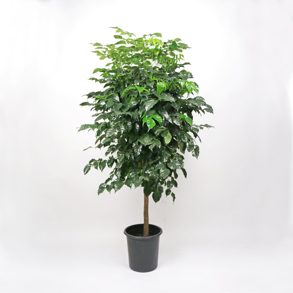 Large China Doll Plant (140cm) in Nursery Grow Pot