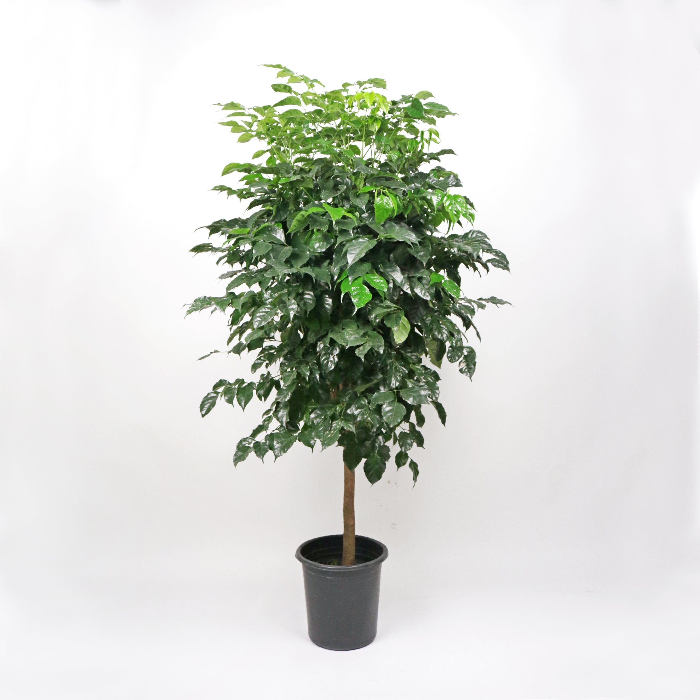 china doll plant indoor care Large China Doll Plant (180cm) in Nursery Grow Pot – Pulpy Garden