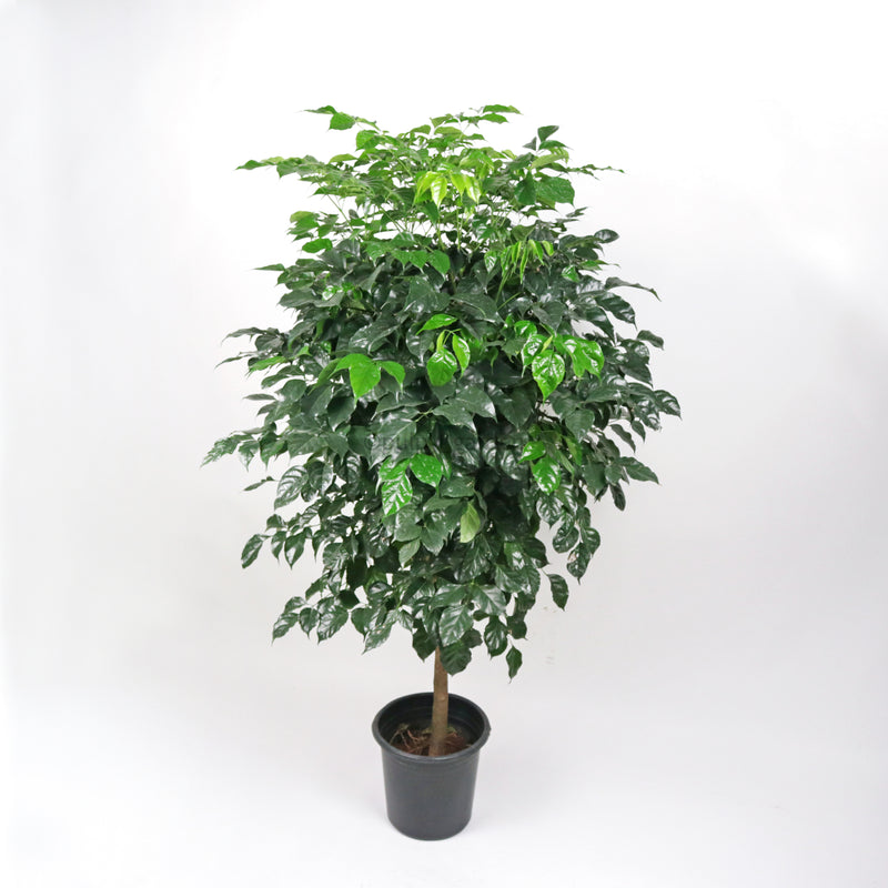 Large China Doll Plant 180cm In Nursery Grow Pot Pulpy Garden large-china-doll-plant-180cm-in-nursery-grow-pot-pulpy-garden