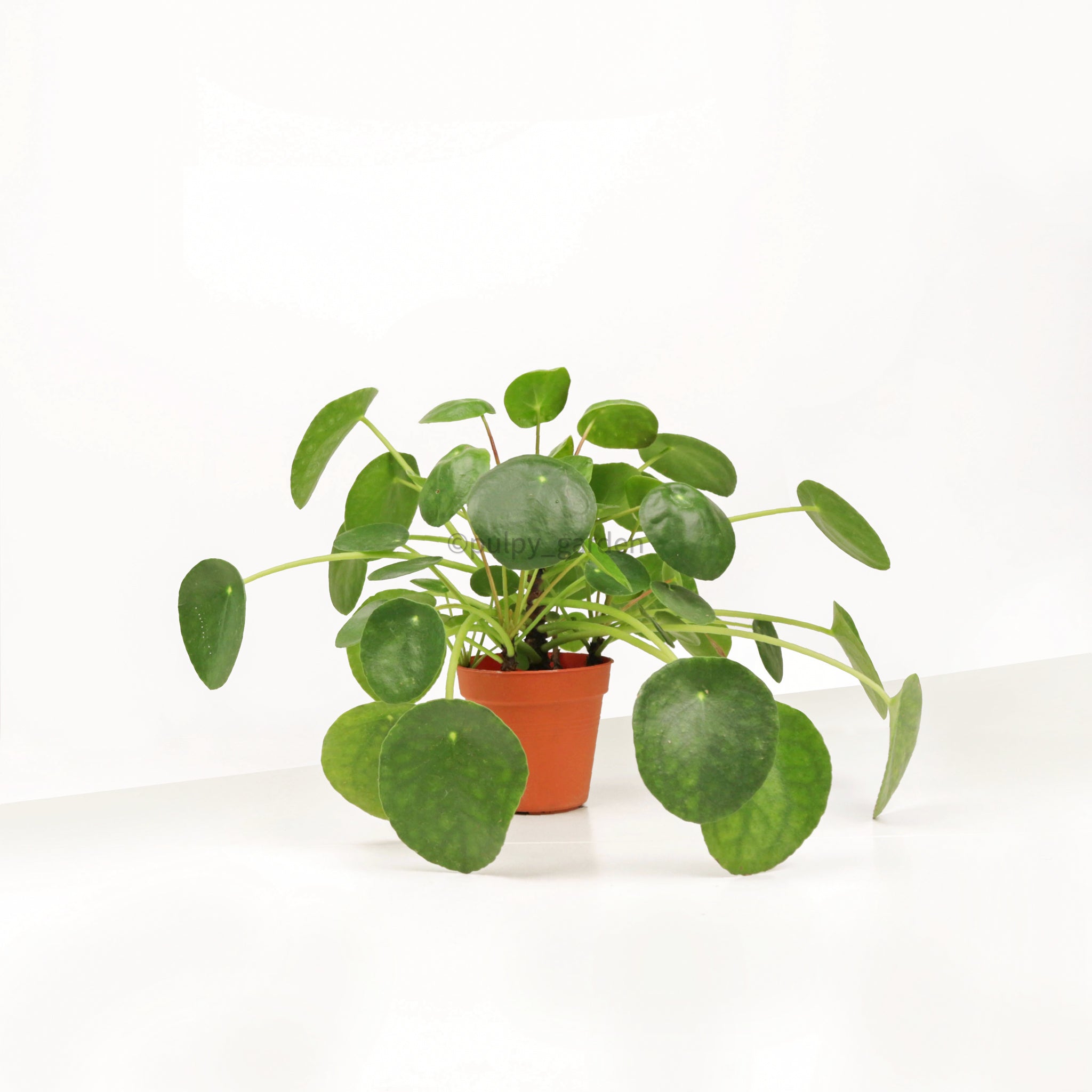 Pillea Pilea Peperomioides 16cm in Nursery Grow Pot – Pulpy Garden
