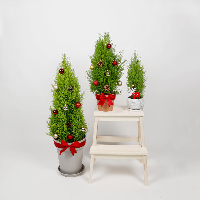 Christmas Pine