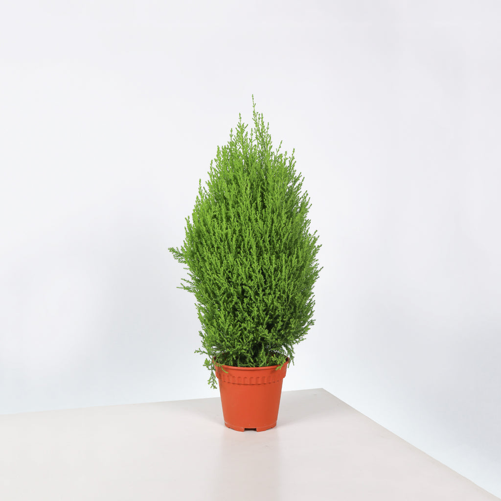 Cupressus Goldcrest Wilma Plant in Nursery Grow Pot