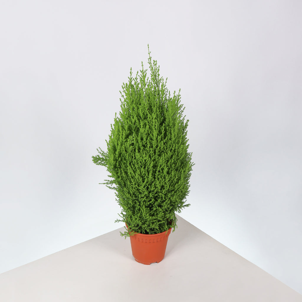 Cupressus Goldcrest Wilma Plant in Nursery Grow Pot