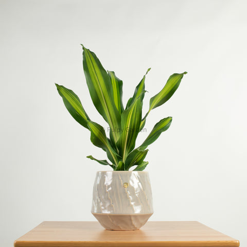 starlight snake plant Sansevieria 'Starlight' 'Silver Hahnii marginata in Nursery Grow Pot – Pulpy Garden