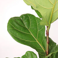 Large Ficus Lyrata - 'Fiddle Leaf Fig’ (100cm) in Black Rustic Planter