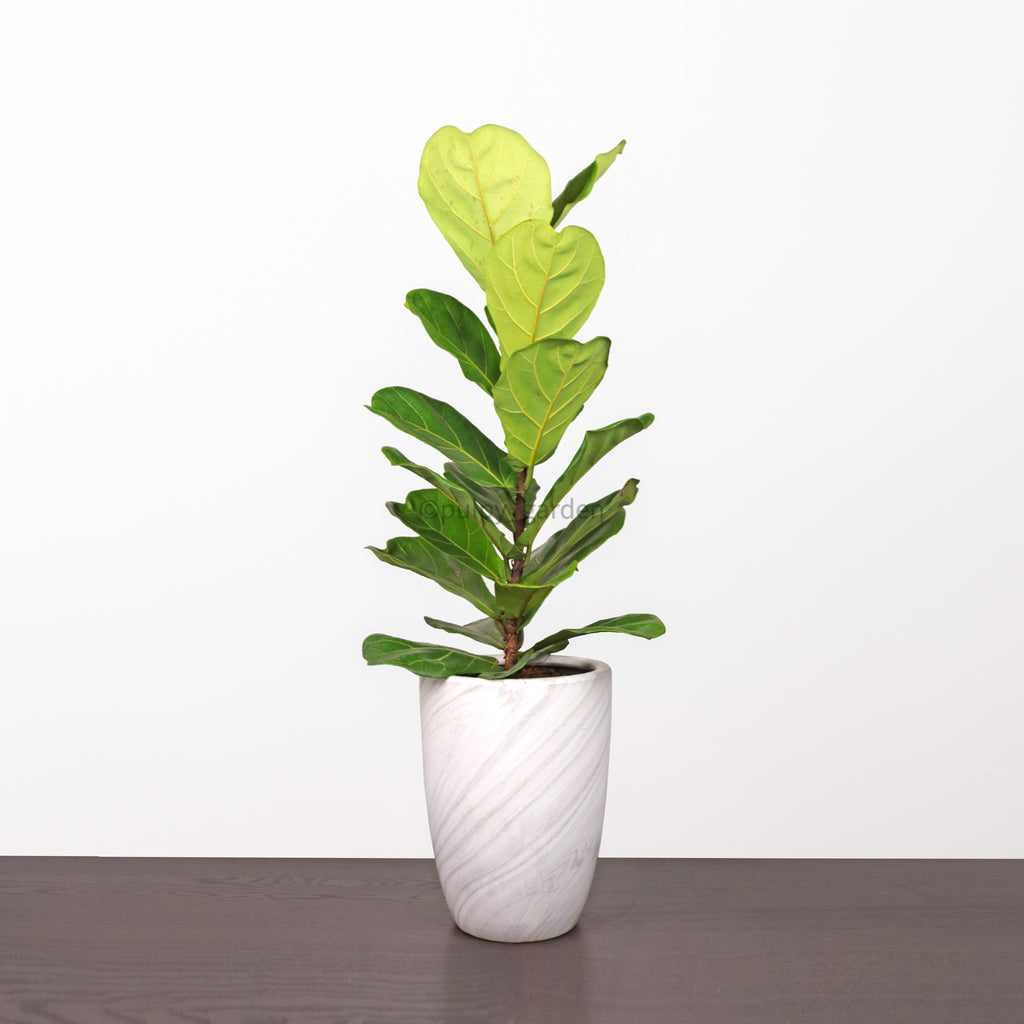 Large Ficus Lyrata - 'Fiddle Leaf Fig’ (100cm) in White Marble Planter