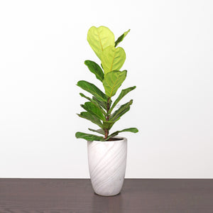 Large Ficus Lyrata - 'Fiddle Leaf Fig’ (100cm) in White Marble Planter