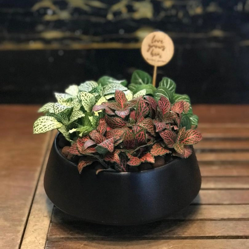 Fittonia Riang Raya