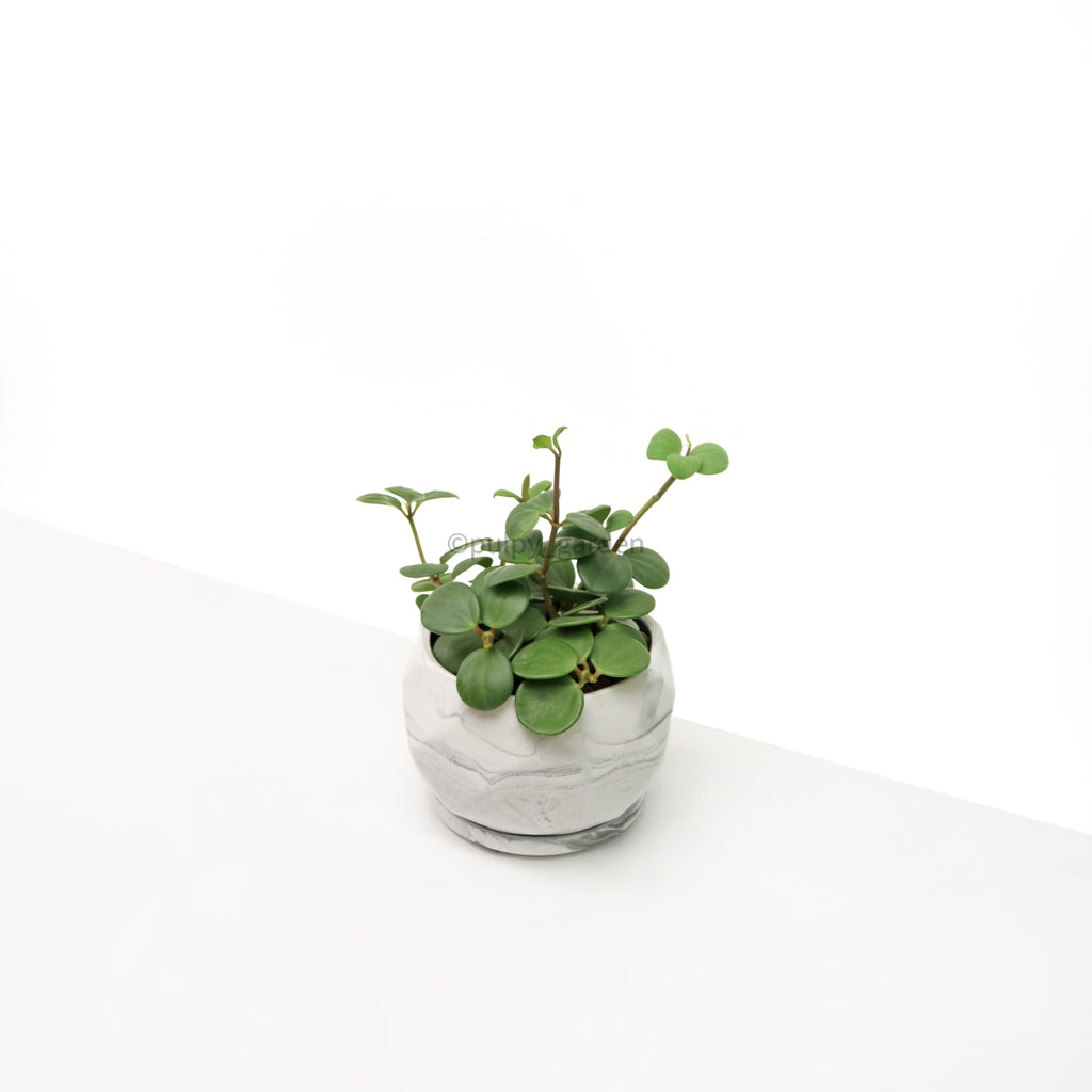 Peperomia 'Hope' in Large Geometric Marble Planter