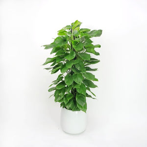 Large Money Plant (150cm) in White Glossy Planter
