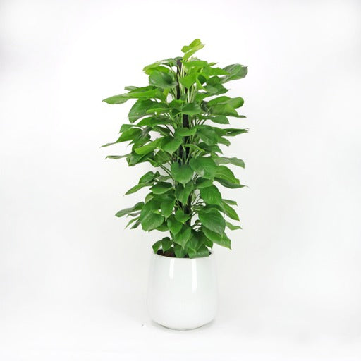 Large Money Plant (150cm) in White Glossy Planter