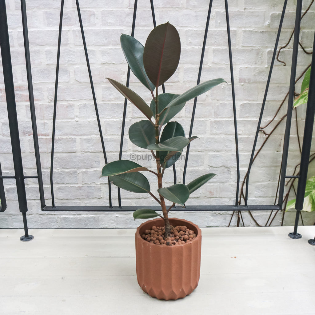 Burgundy Rubber Tree Plant in Large Brown Planter