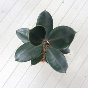 Burgundy Rubber Tree Plant in Large Brown Planter