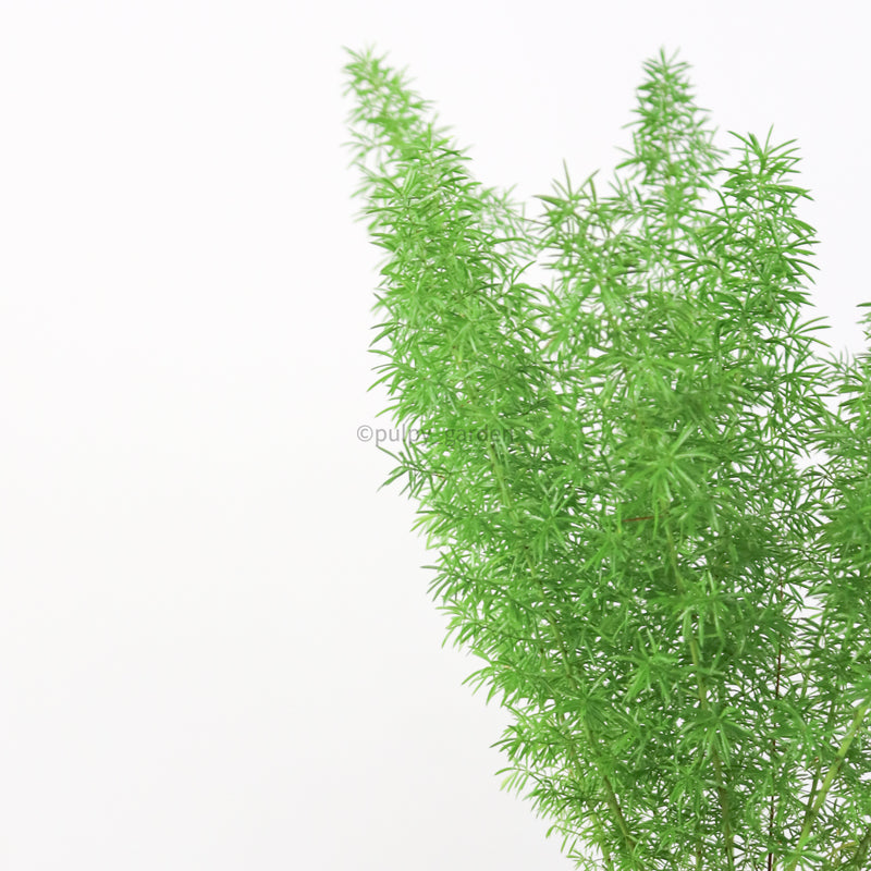 Asparagus Densiflorus Myers in Hey Cutie