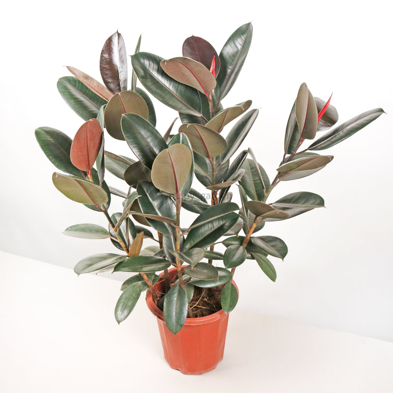 Large Burgundy Rubber Tree Plant 100CM (3in1) in nursery grow pot