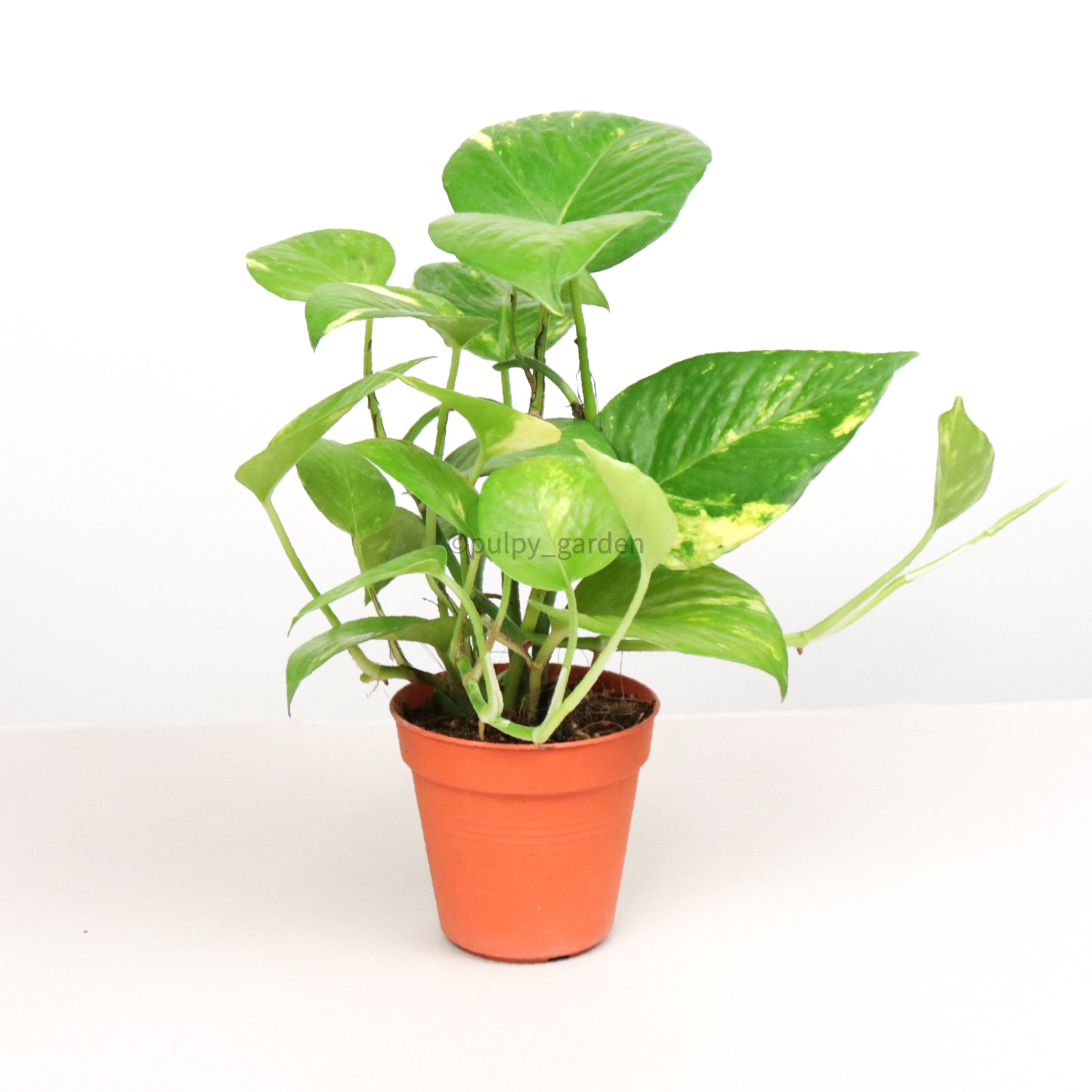 money plant nursery Money Plant (Small) in Nursery Grow Pot – Pulpy Garden