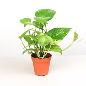 Money Plant (Small) in Nursery Grow Pot