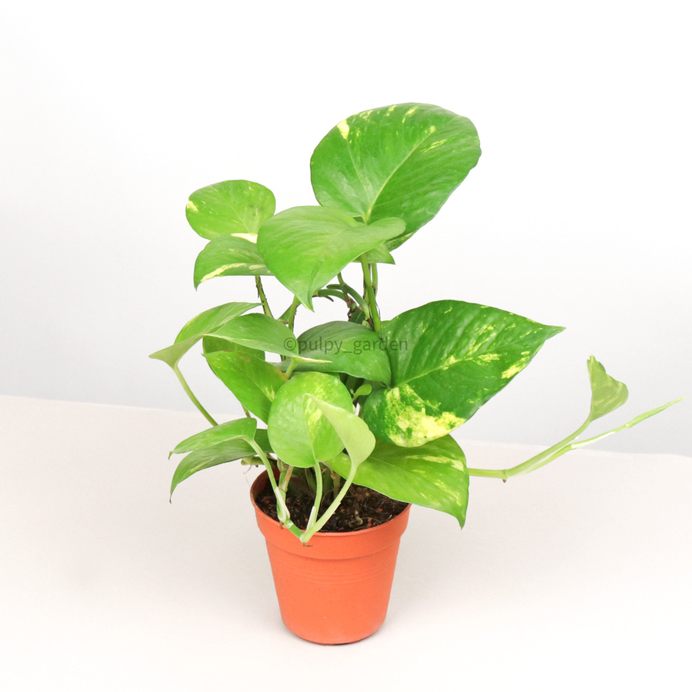 money plant in a pot Money Plant (Small) in Nursery Grow Pot – Pulpy Garden