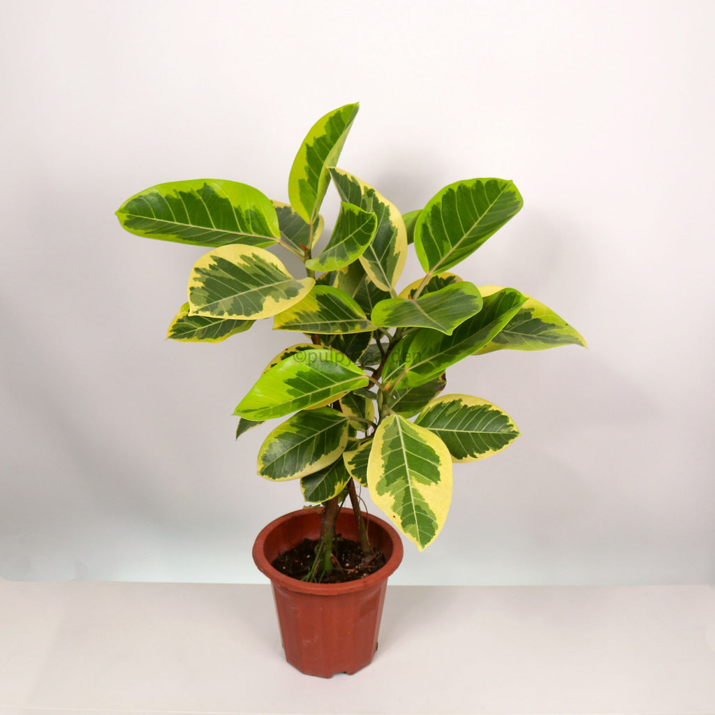 Large Ficus altissima (75cm) in Nursery Grow Pot