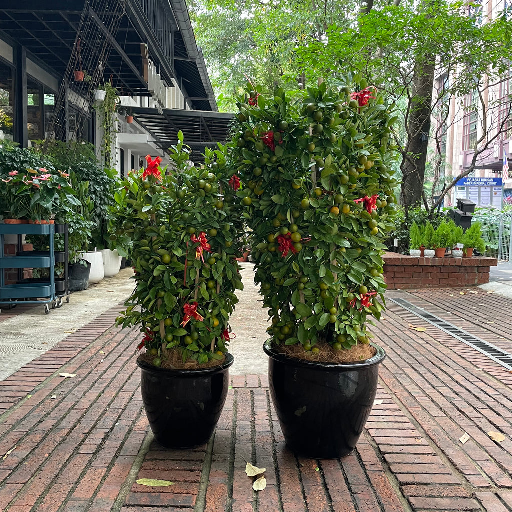 Large Lime Tree or Kat Zai (3ft to 7ft) in Ceramic Planter