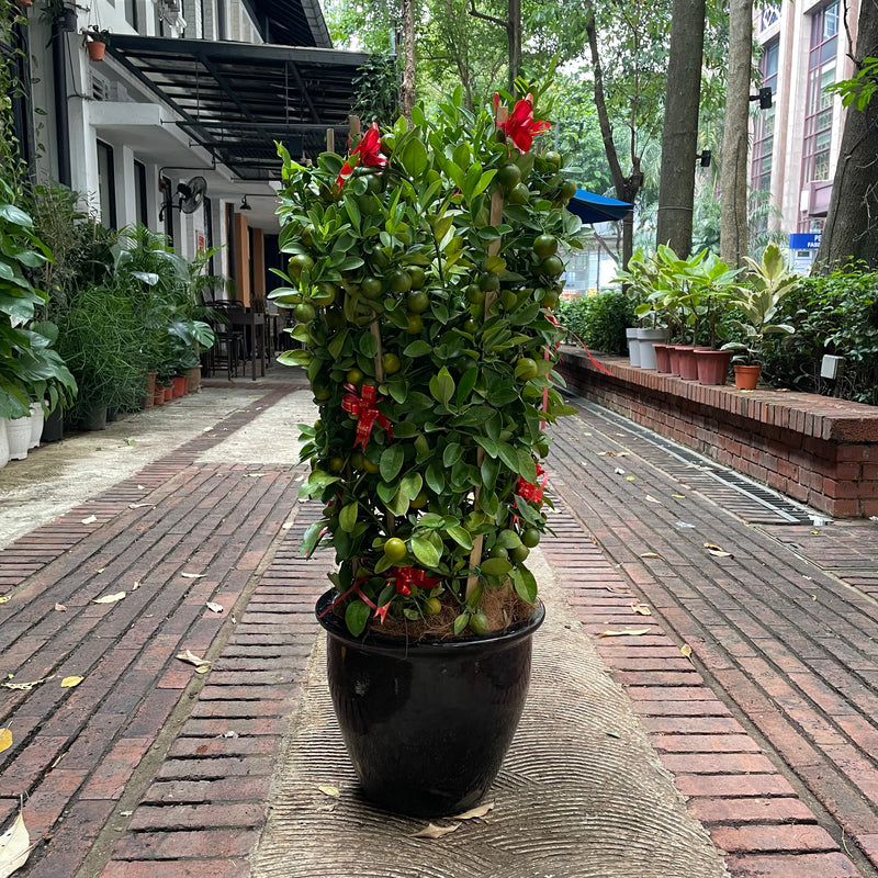 Large Lime Tree or Kat Zai (3ft to 7ft) in Ceramic Planter