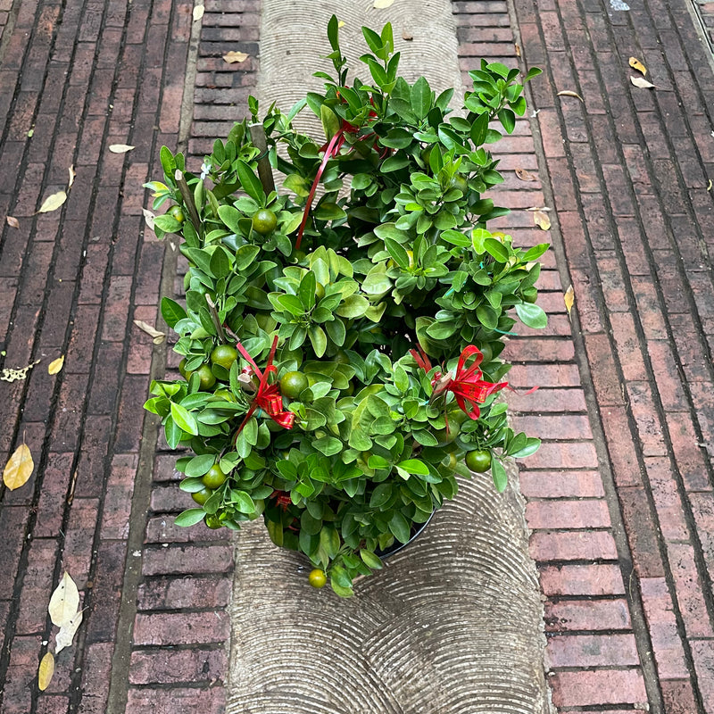 Large Lime Tree or Kat Zai (3ft to 7ft) in Ceramic Planter