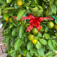 Large Lime Tree or Kat Zai (3ft to 7ft) in Ceramic Planter