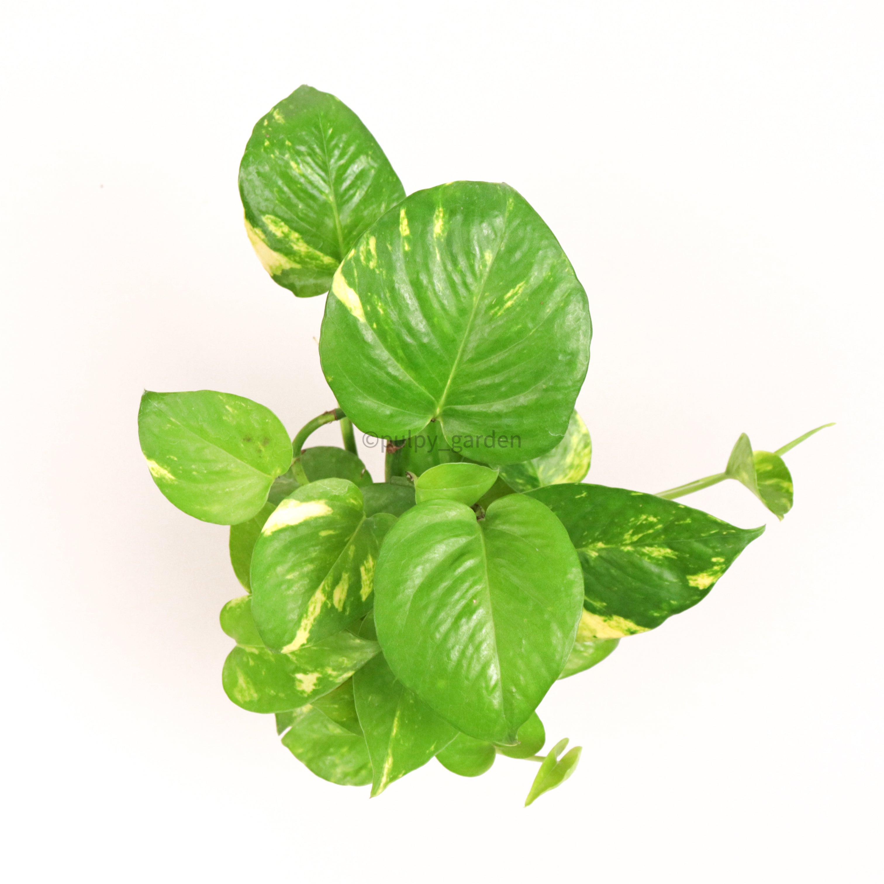indoor plants synonyms Money Plant (Small) in Nursery Grow Pot – Pulpy Garden