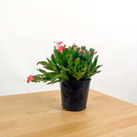 Holiday Cactus in Nursery Grow Pot (Random Colors)