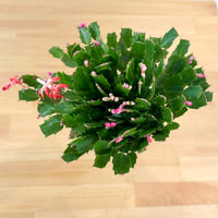 Holiday Cactus in Nursery Grow Pot (Random Colors)