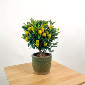 PRE-ORDER Small China Lime Tree in Ceramic Planter