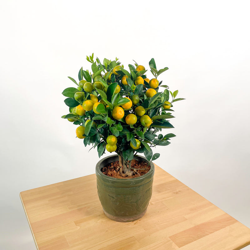 PRE-ORDER Small China Lime Tree in Ceramic Planter