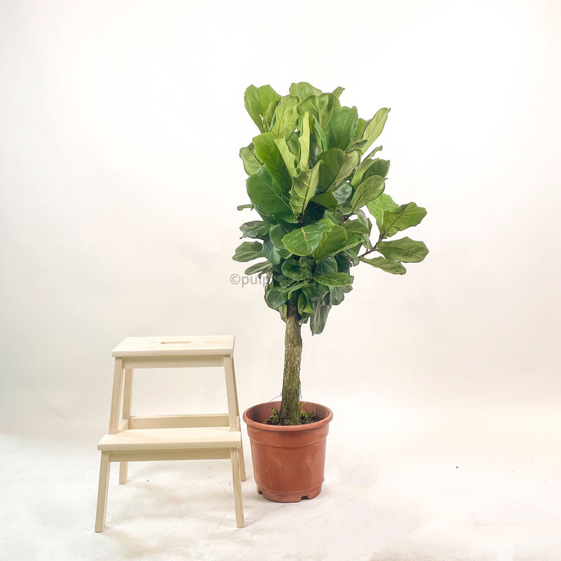 Large Ficus Lyrata - 'Fiddle Leaf Fig’ (148cm) in Nursery Grow Pot