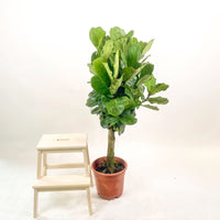 Large Ficus Lyrata - 'Fiddle Leaf Fig’ (148cm) in Nursery Grow Pot